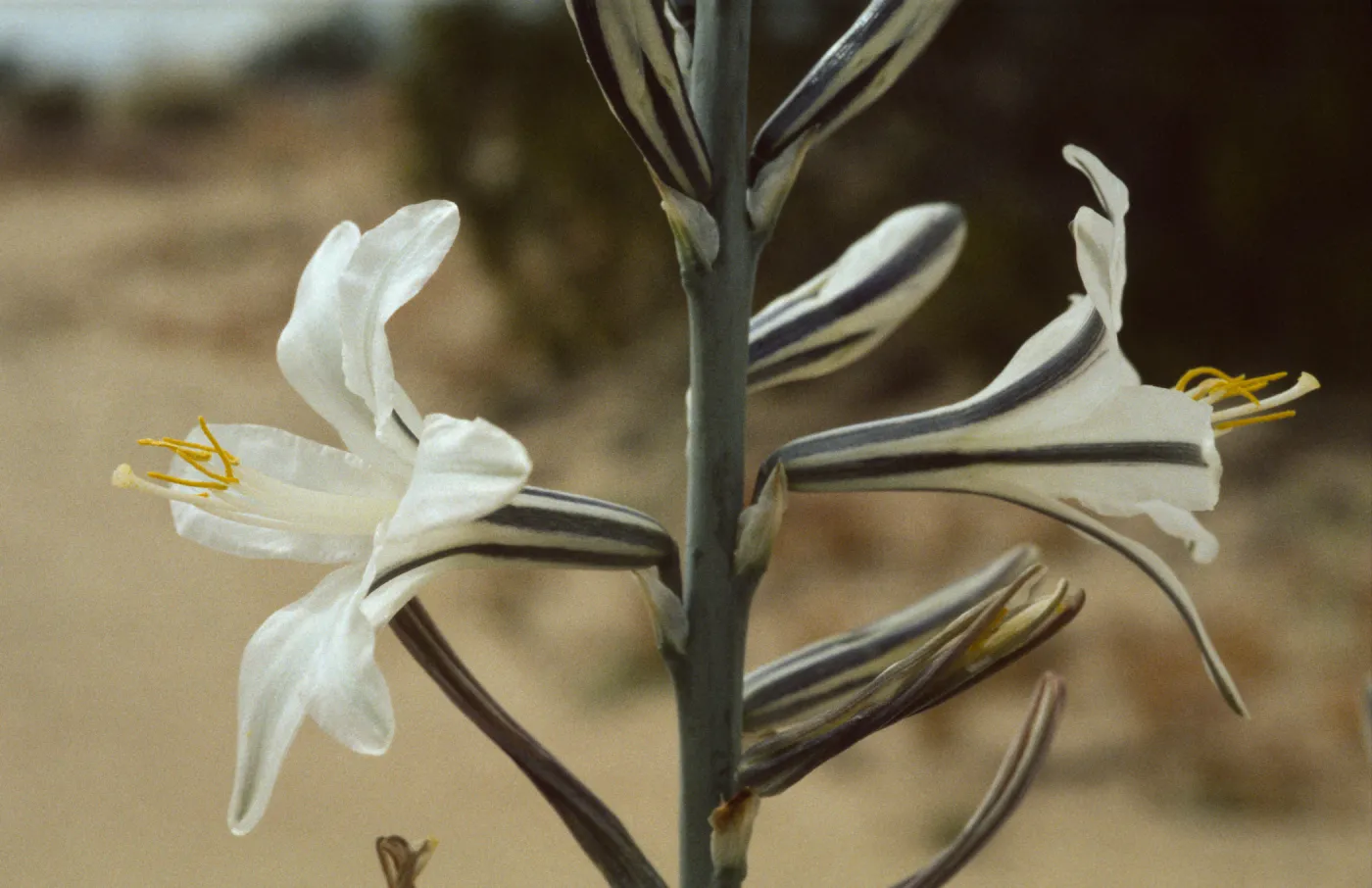 Hesperocallis