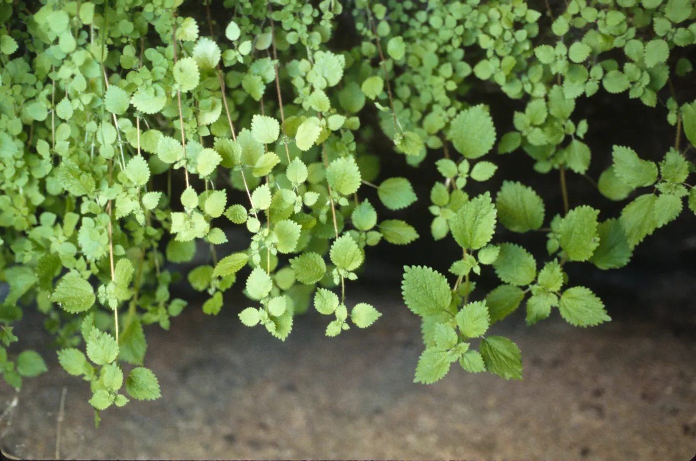 Hesperocnide tenella