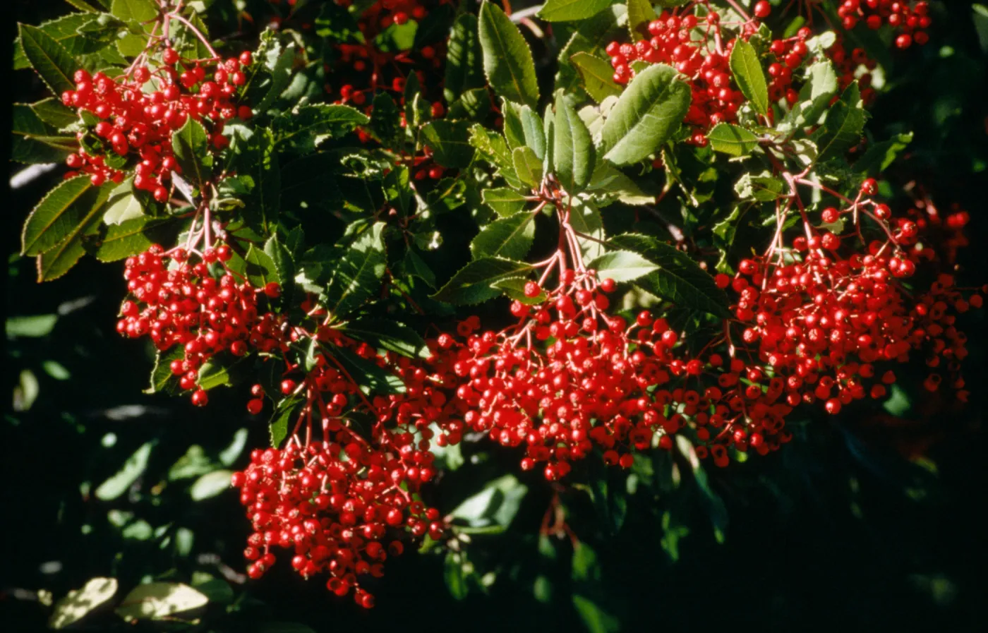 Heteromeles