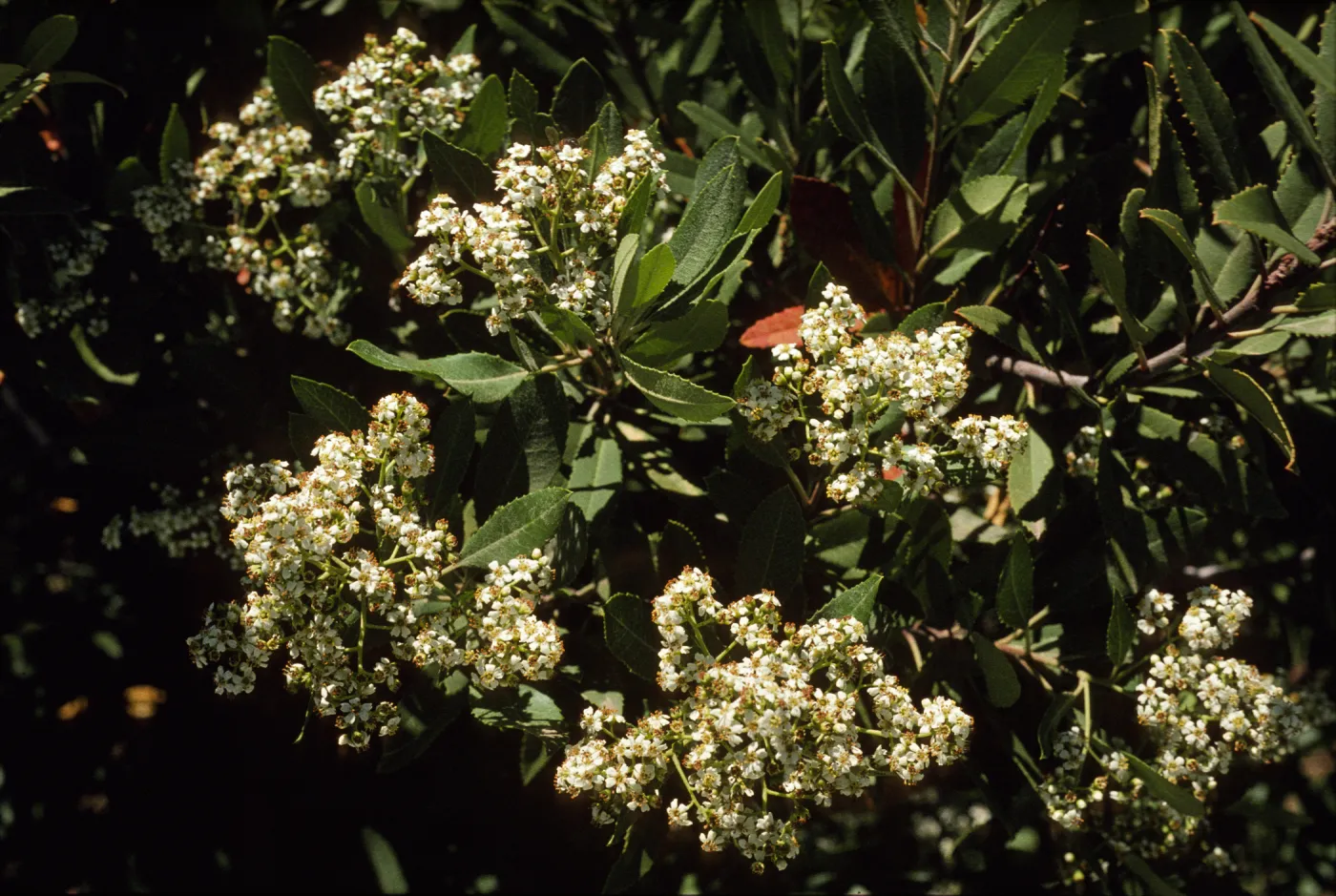 Heteromeles