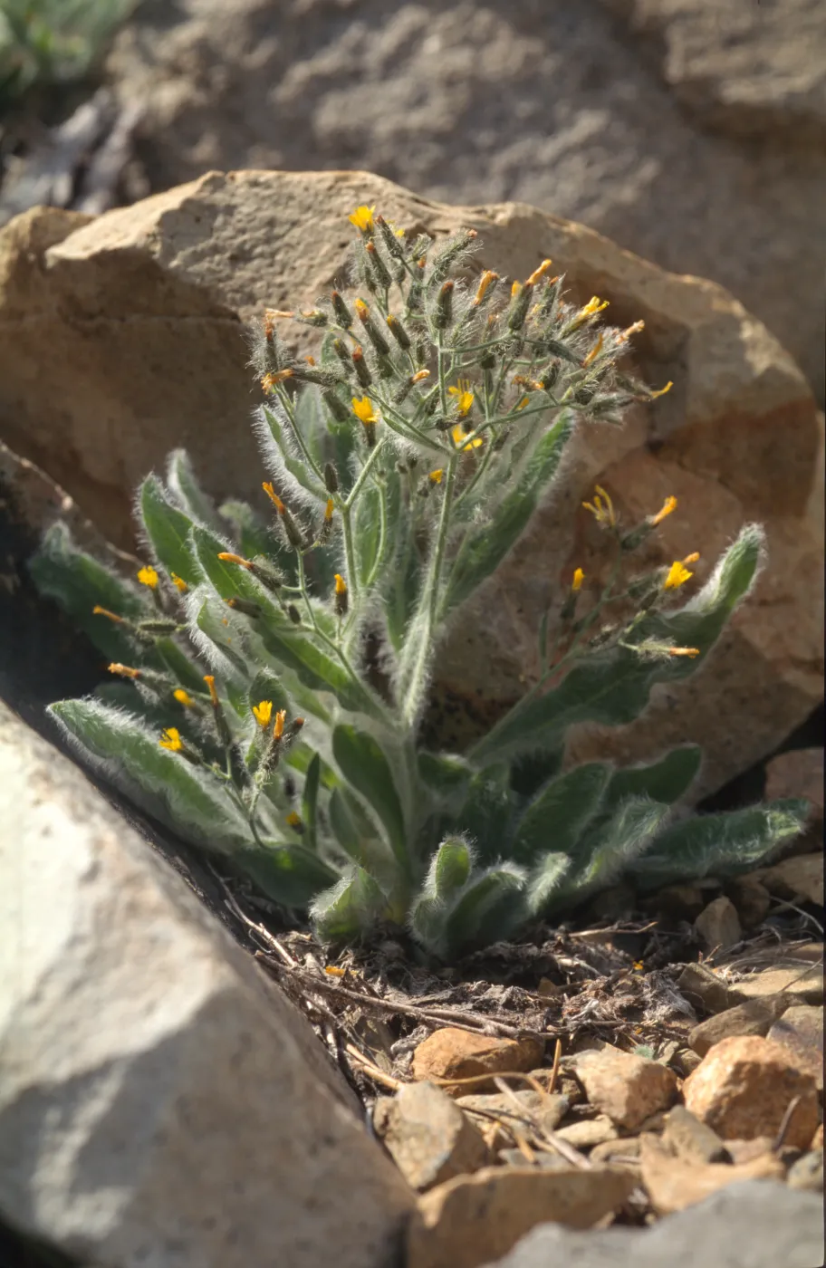 Hieracium horridum