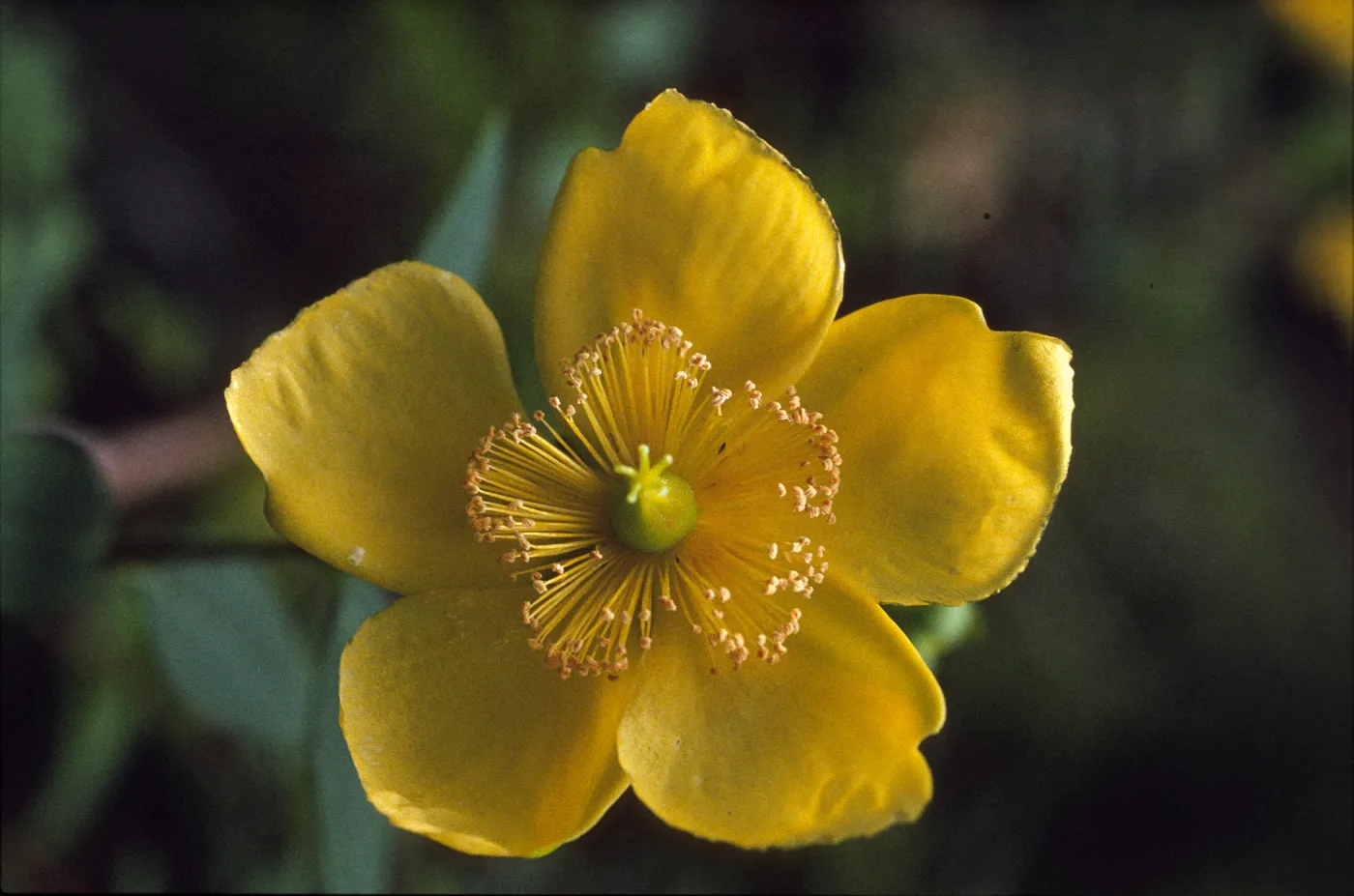 Hypericum
