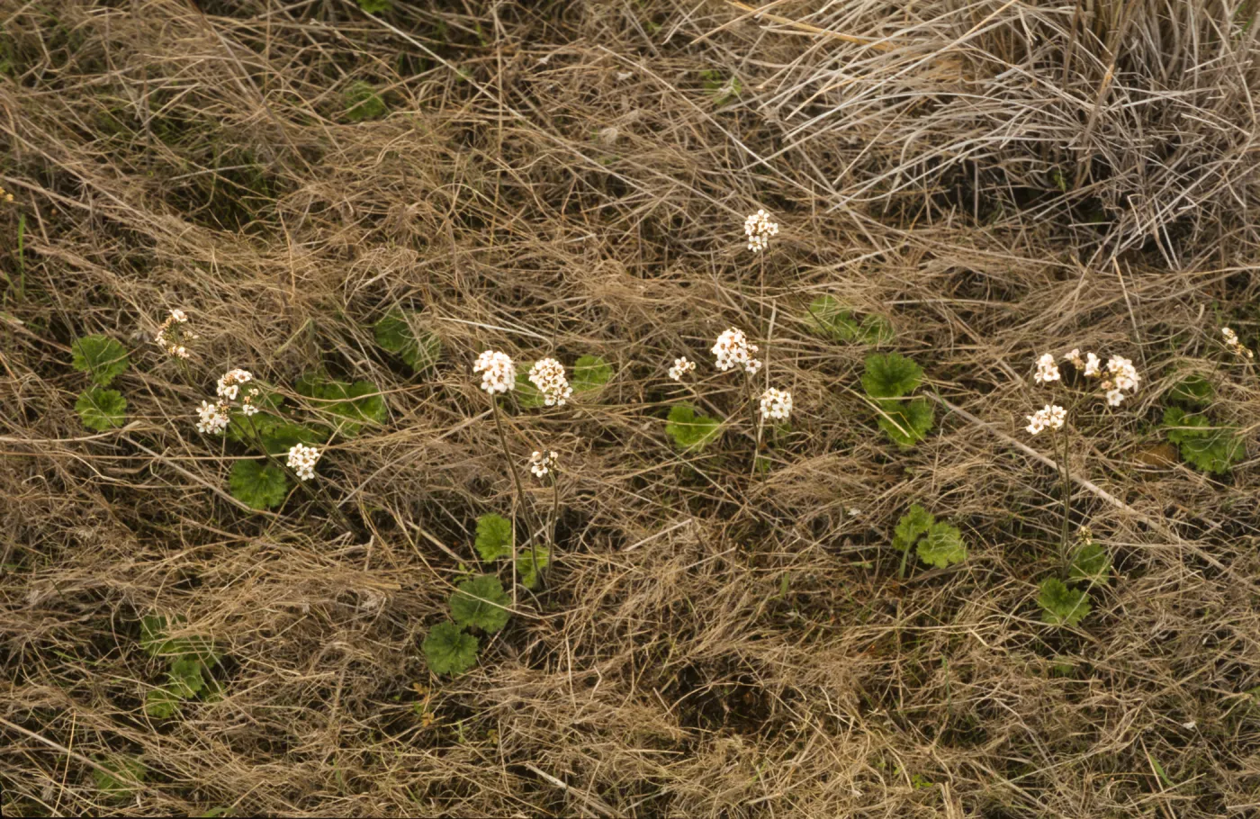 Jepsonia malvifolia