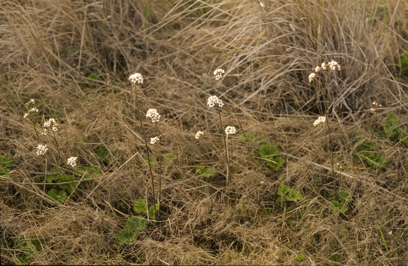Jepsonia malvifolia