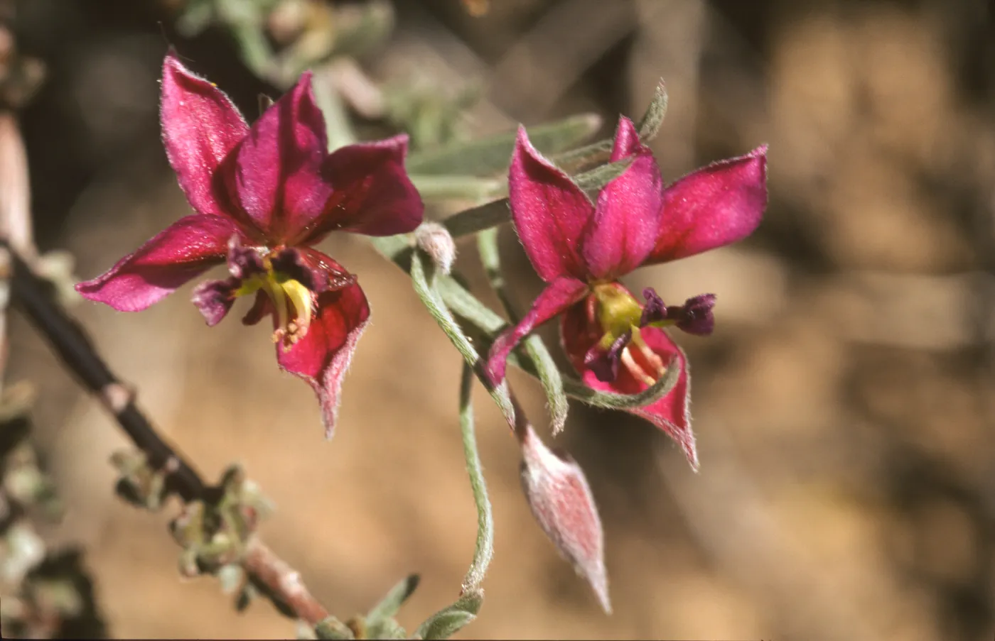 Krameria erecta
