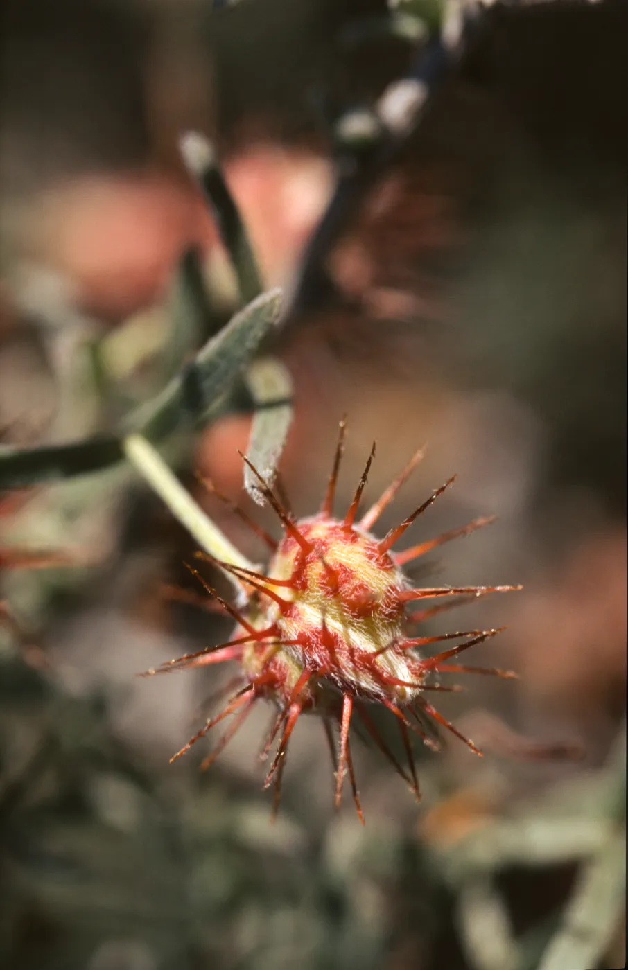 Krameria erecta