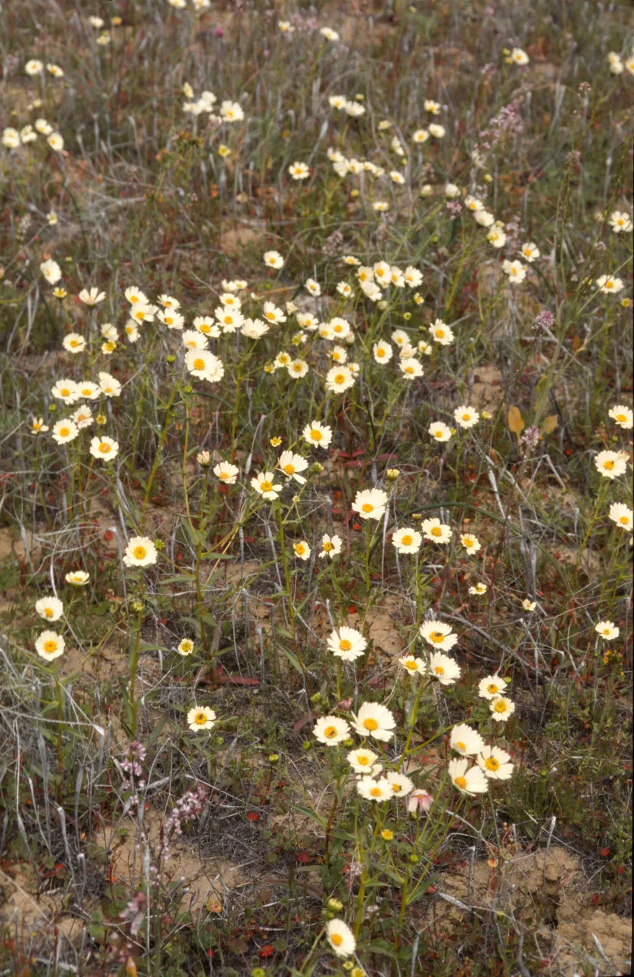 Layia heterotricha