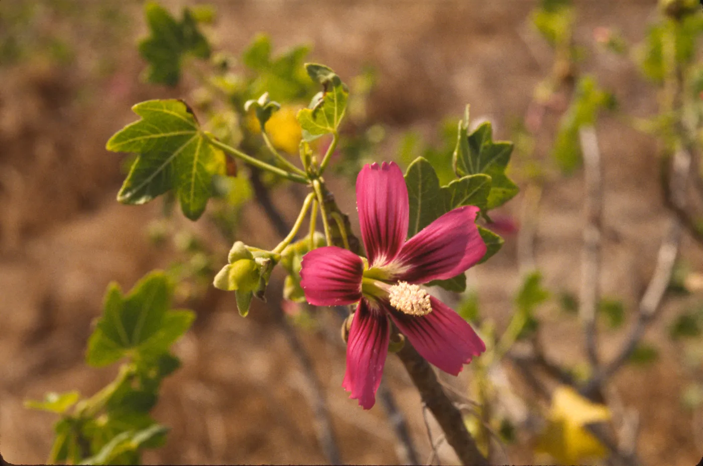 Lavatera assurgentiflora ssp. glabra