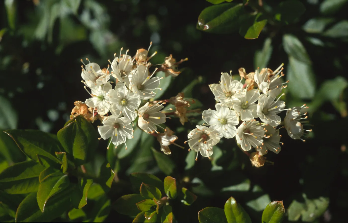 Ledum glandulosum