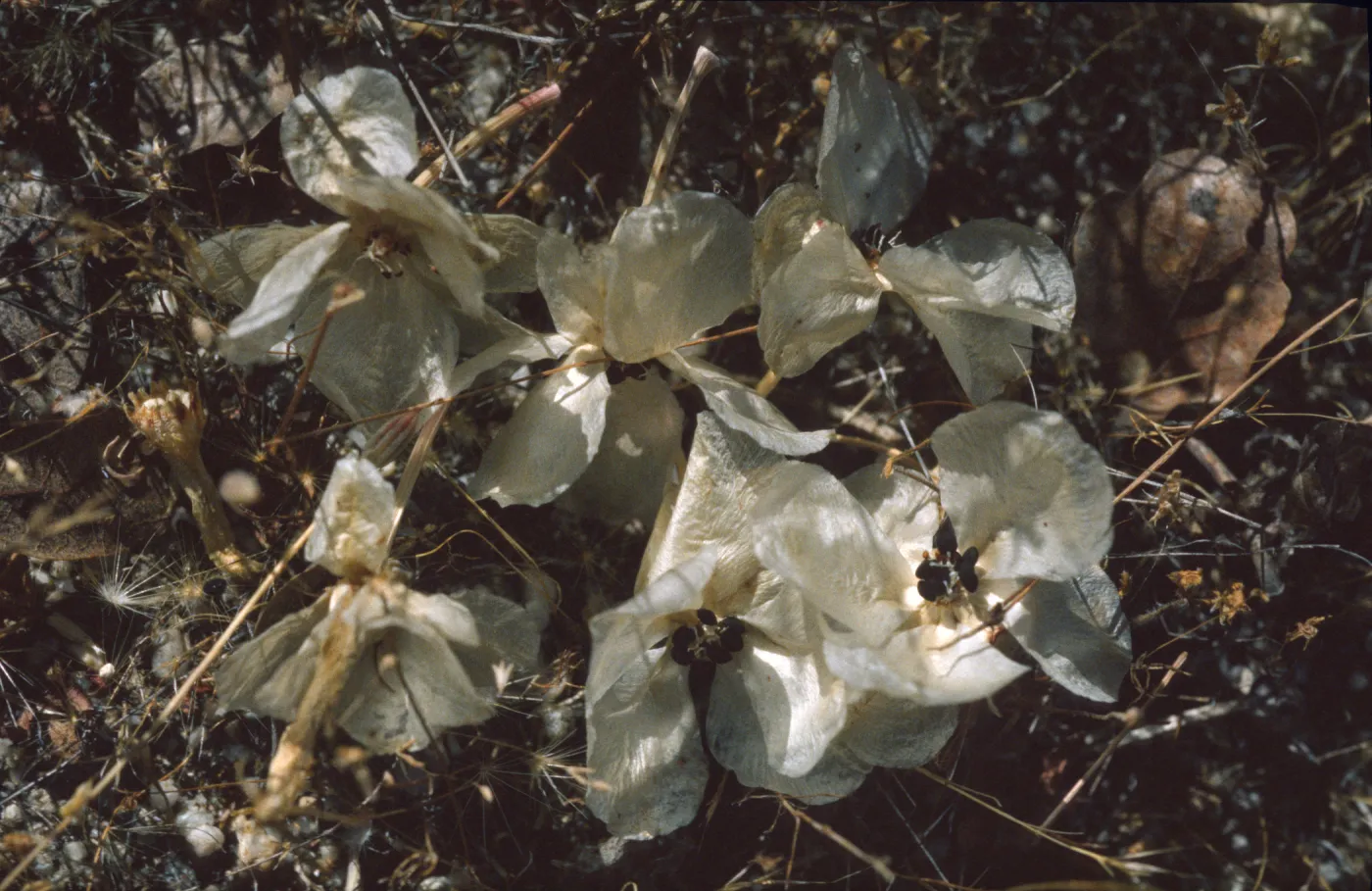 Lewisia rediviva