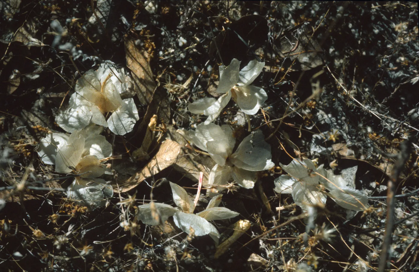 Lewisia rediviva
