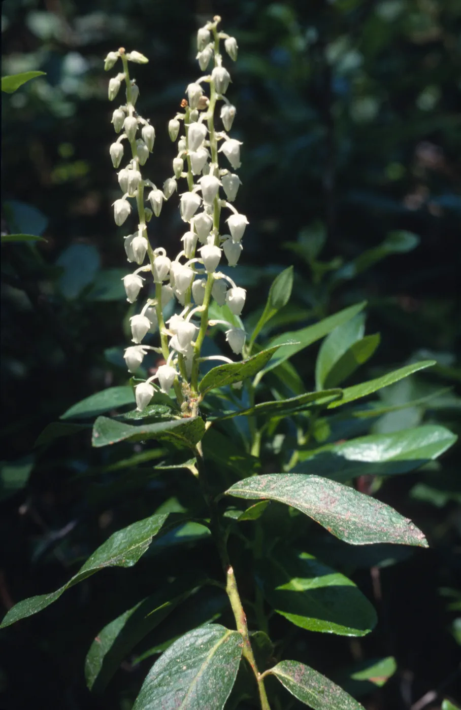 Leucothoe davisiae