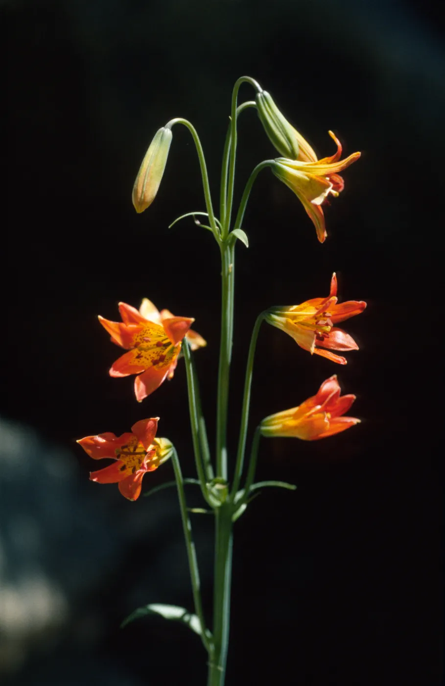 Lilium parvum