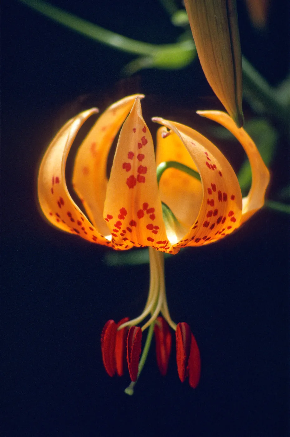 Lilium pardalinum
