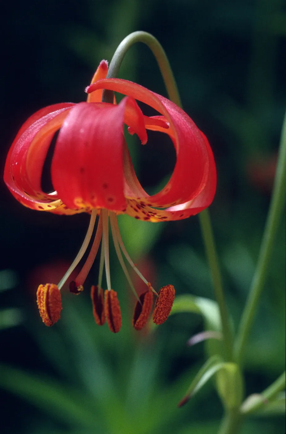 Lilium pitkinense