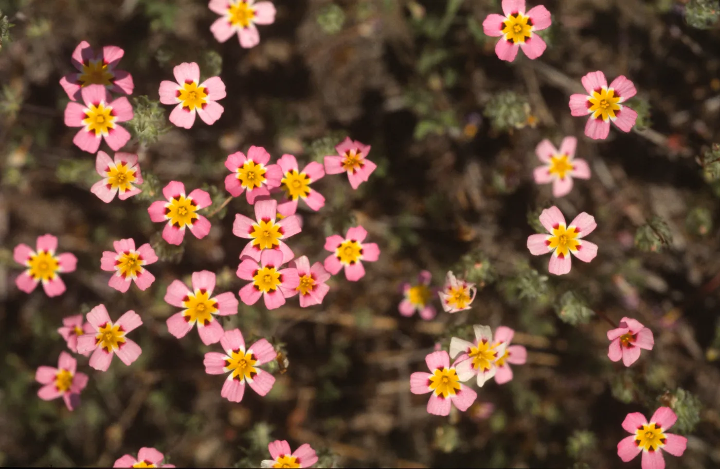 Linanthus montanus