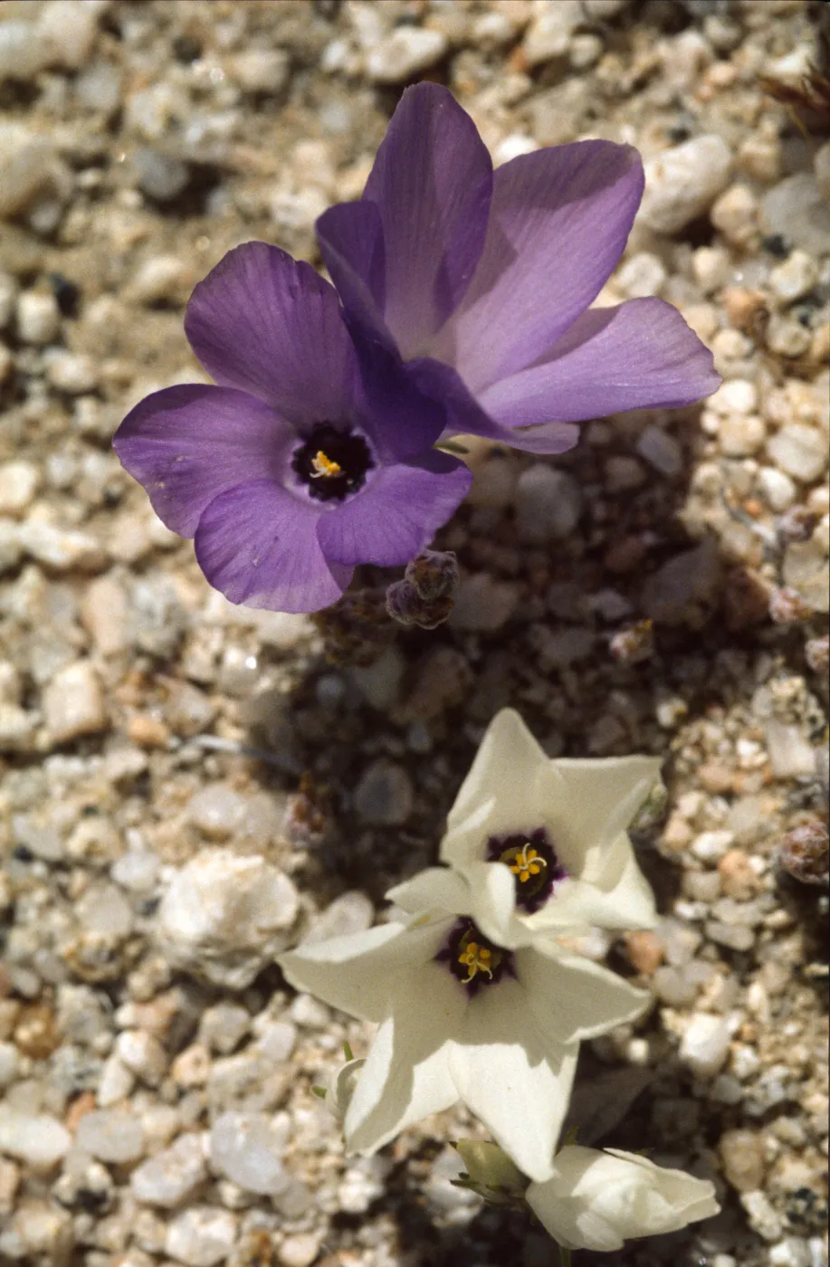 Linanthus parryae