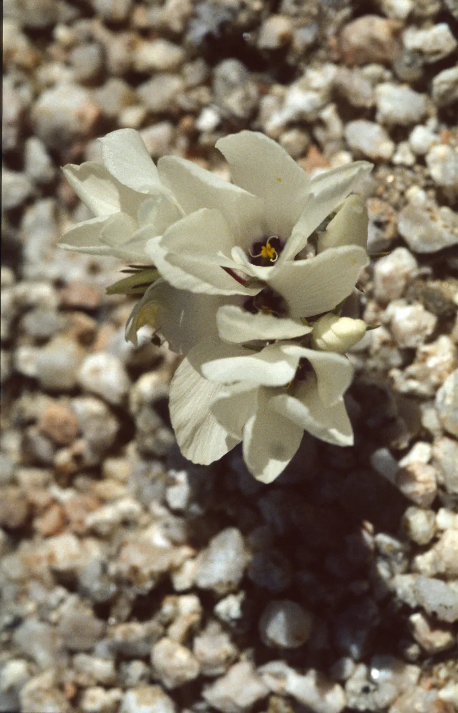 Linanthus parryae