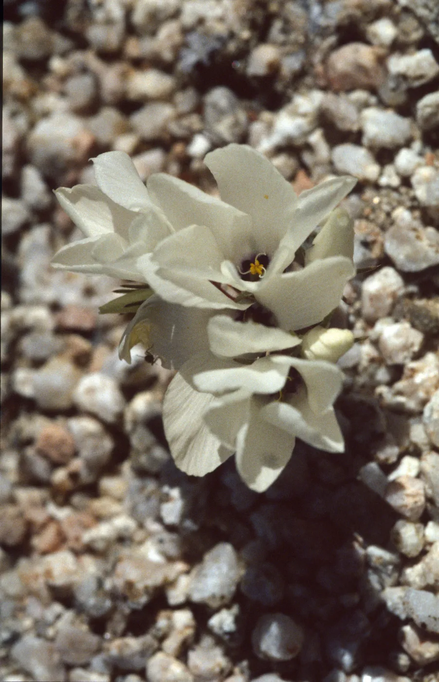 Linanthus parryae