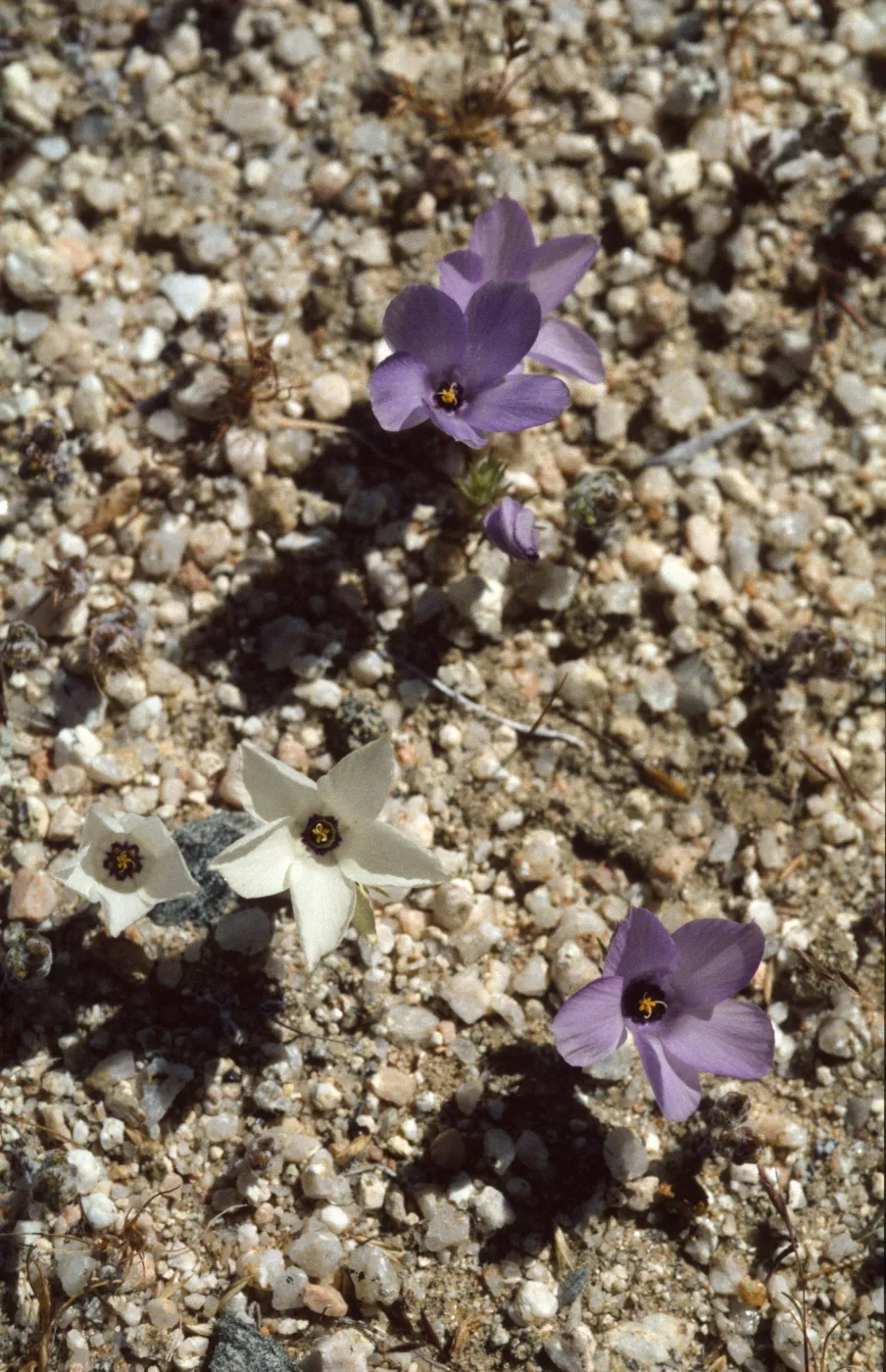 Linanthus parryae