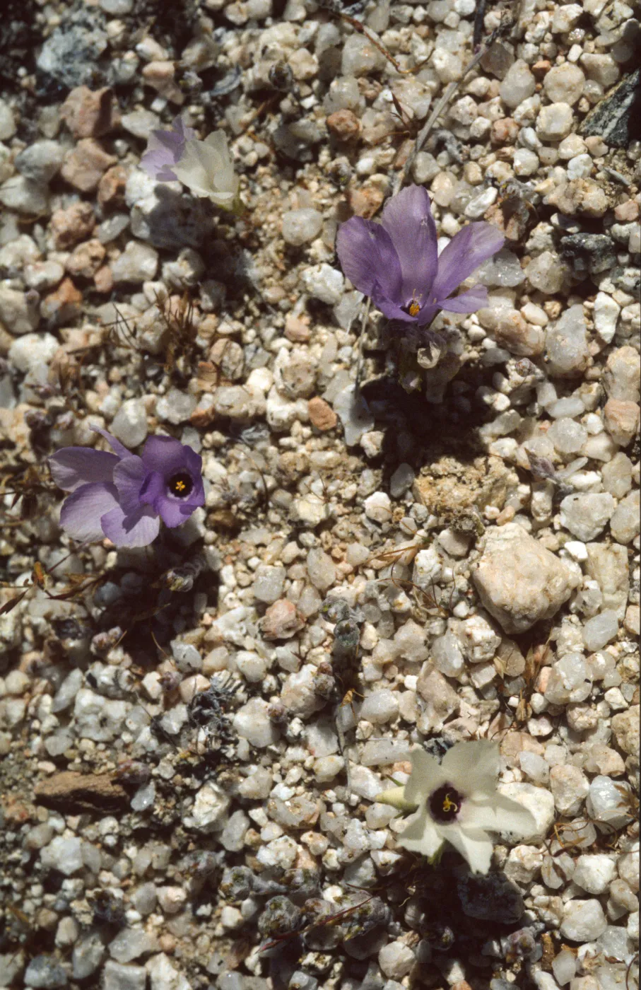 Linanthus parryae