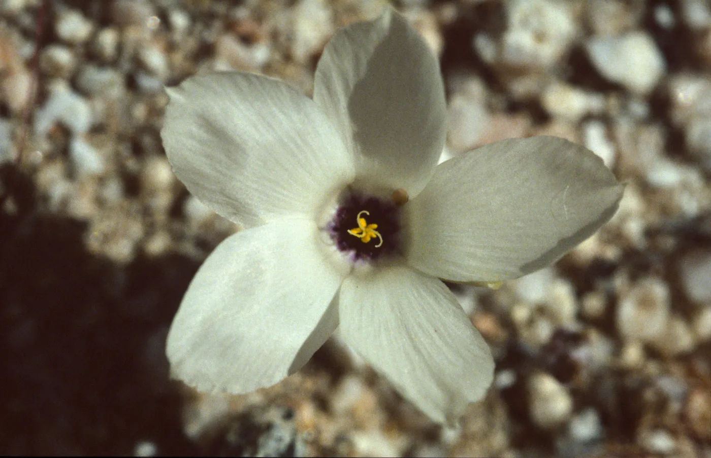 Linanthus parryae