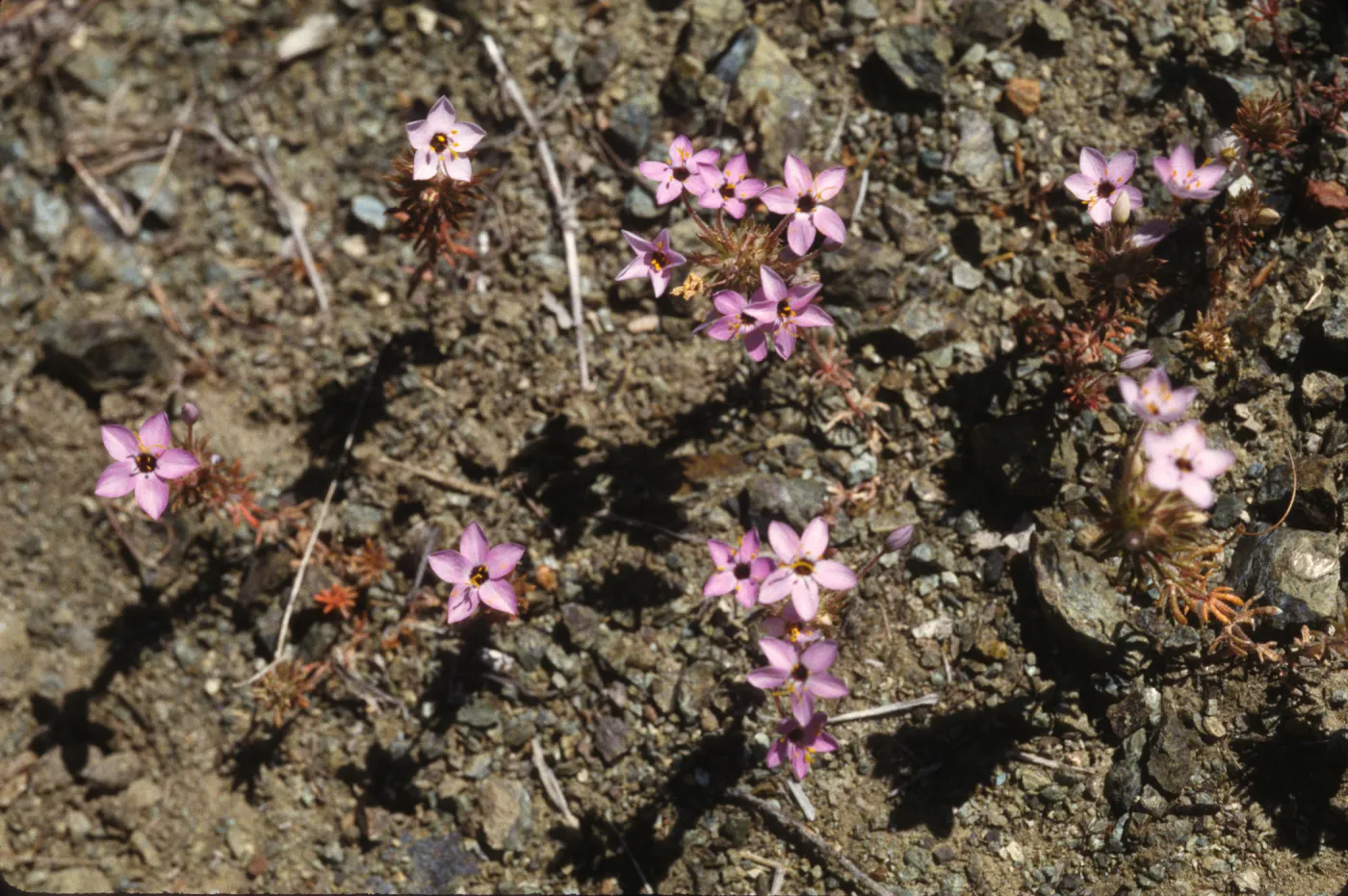 Linanthus parviflorus