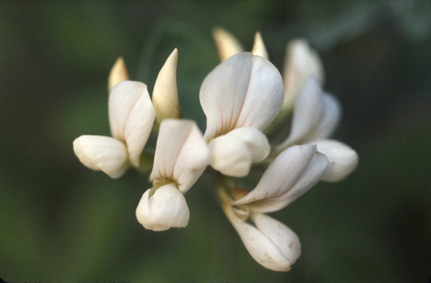 Lotus grandiflorus