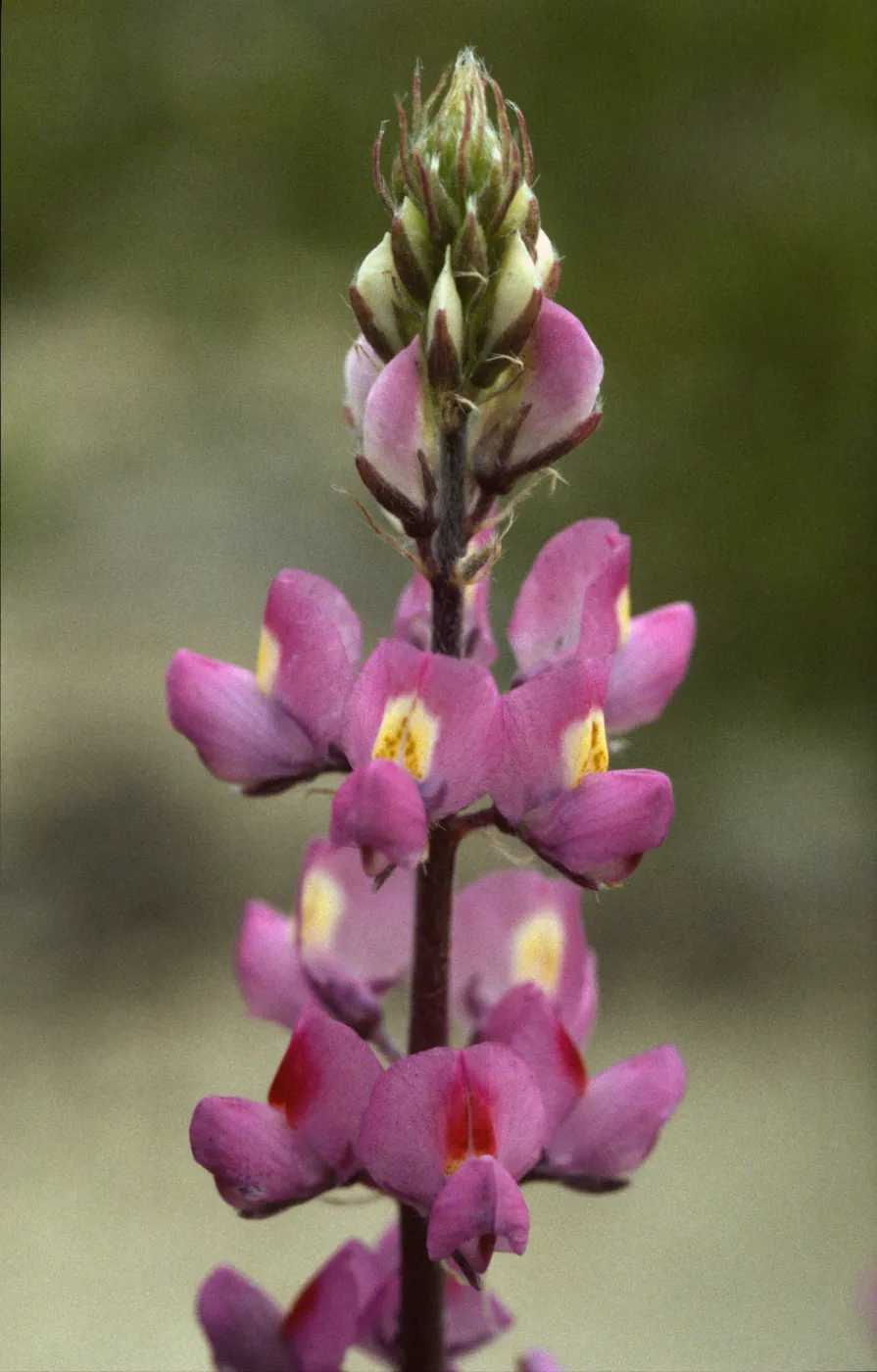 Lupinus arizonicus