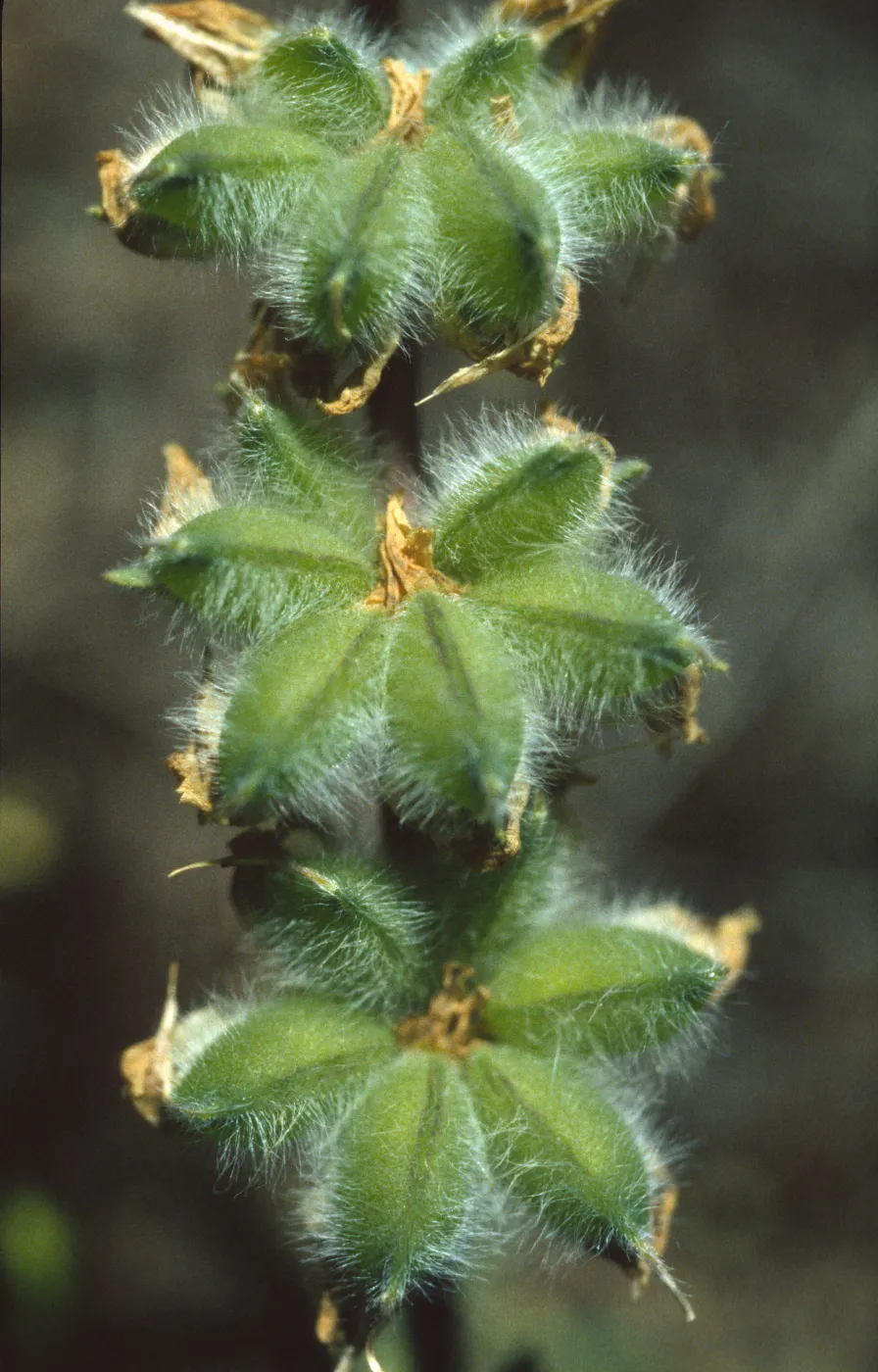 Lupinus densiflorus