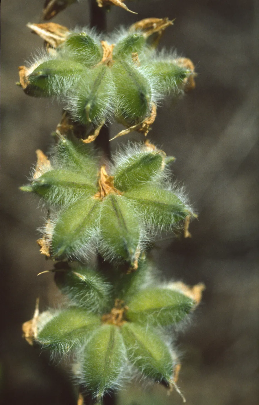 Lupinus densiflorus