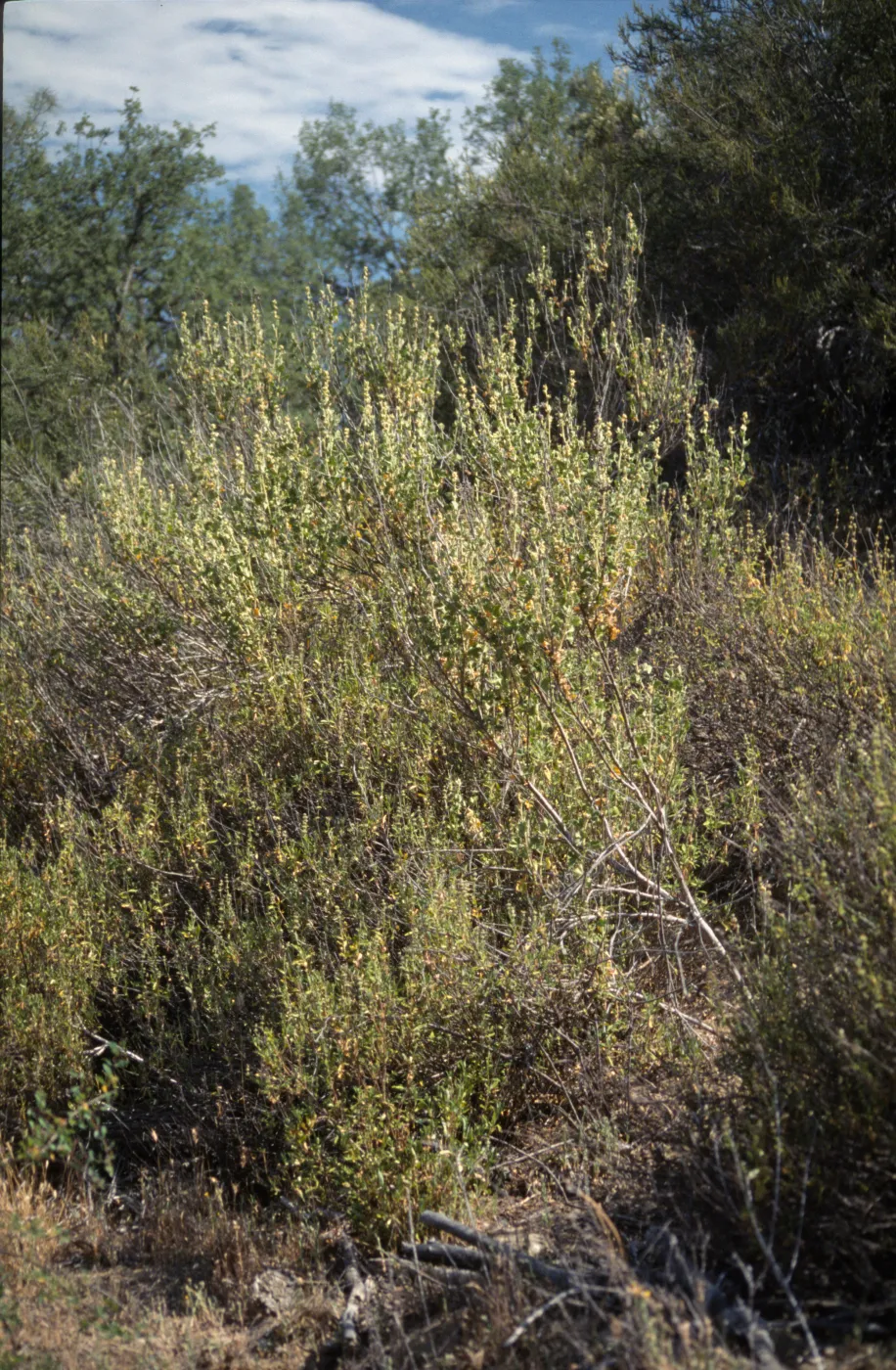 Malacothamnus aboriginum