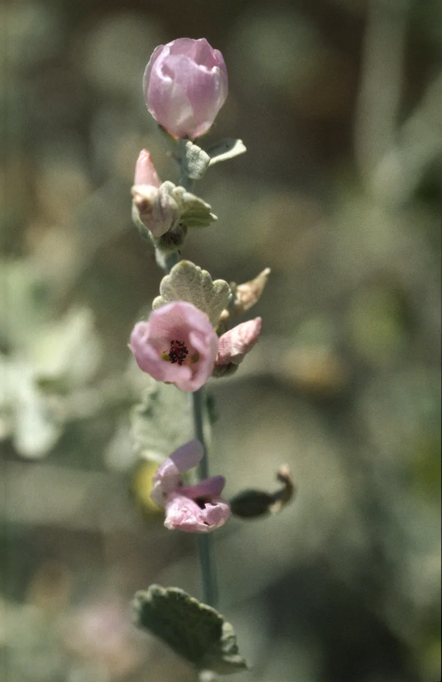 Malacothamnus jonesii