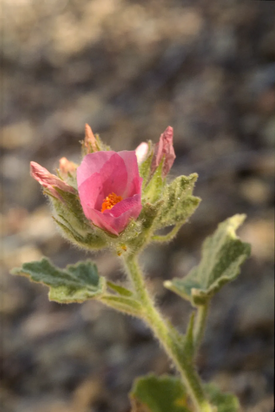 Malacothamnus palmeri var. lucianus