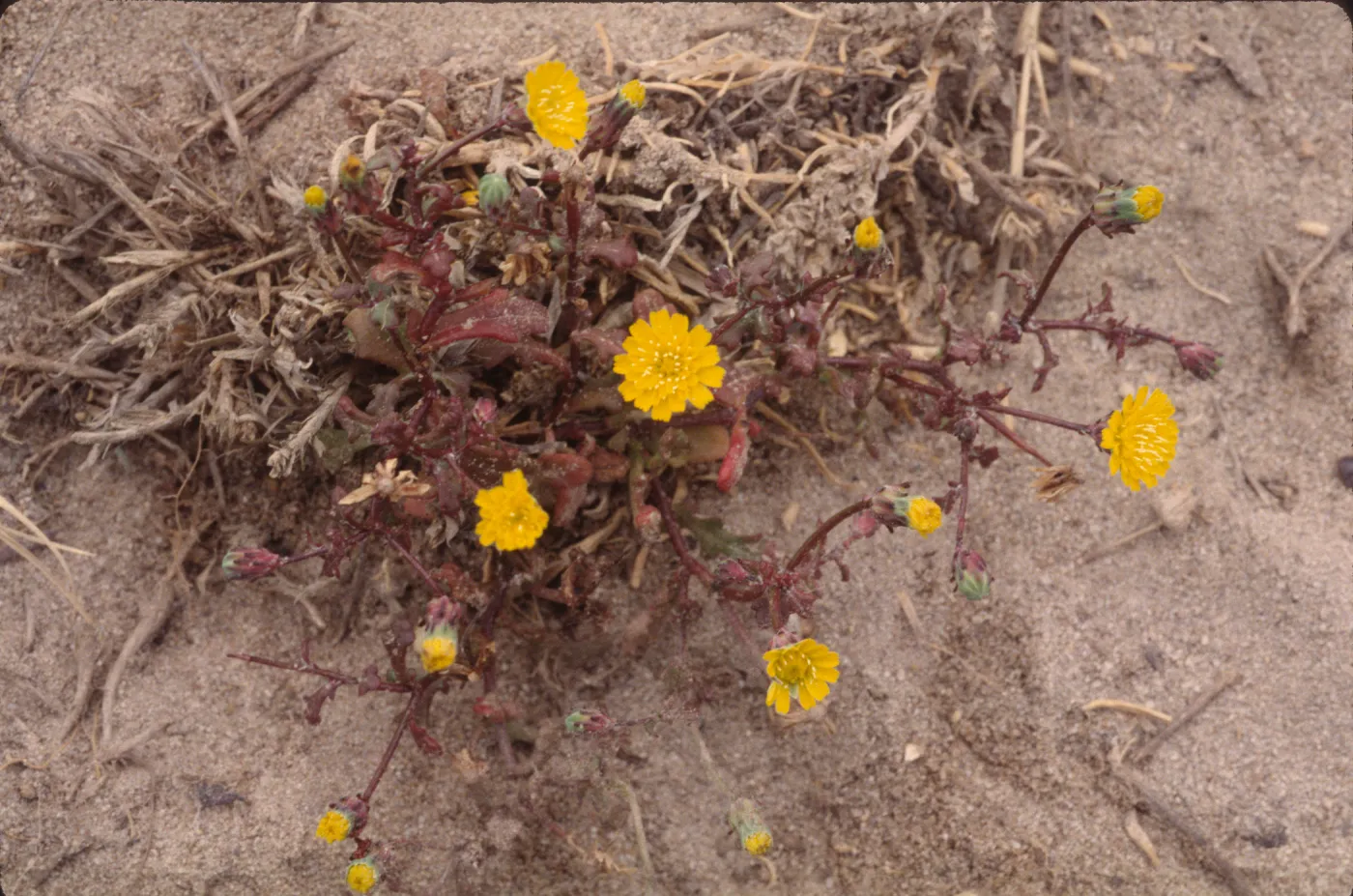 Malacothrix indecora