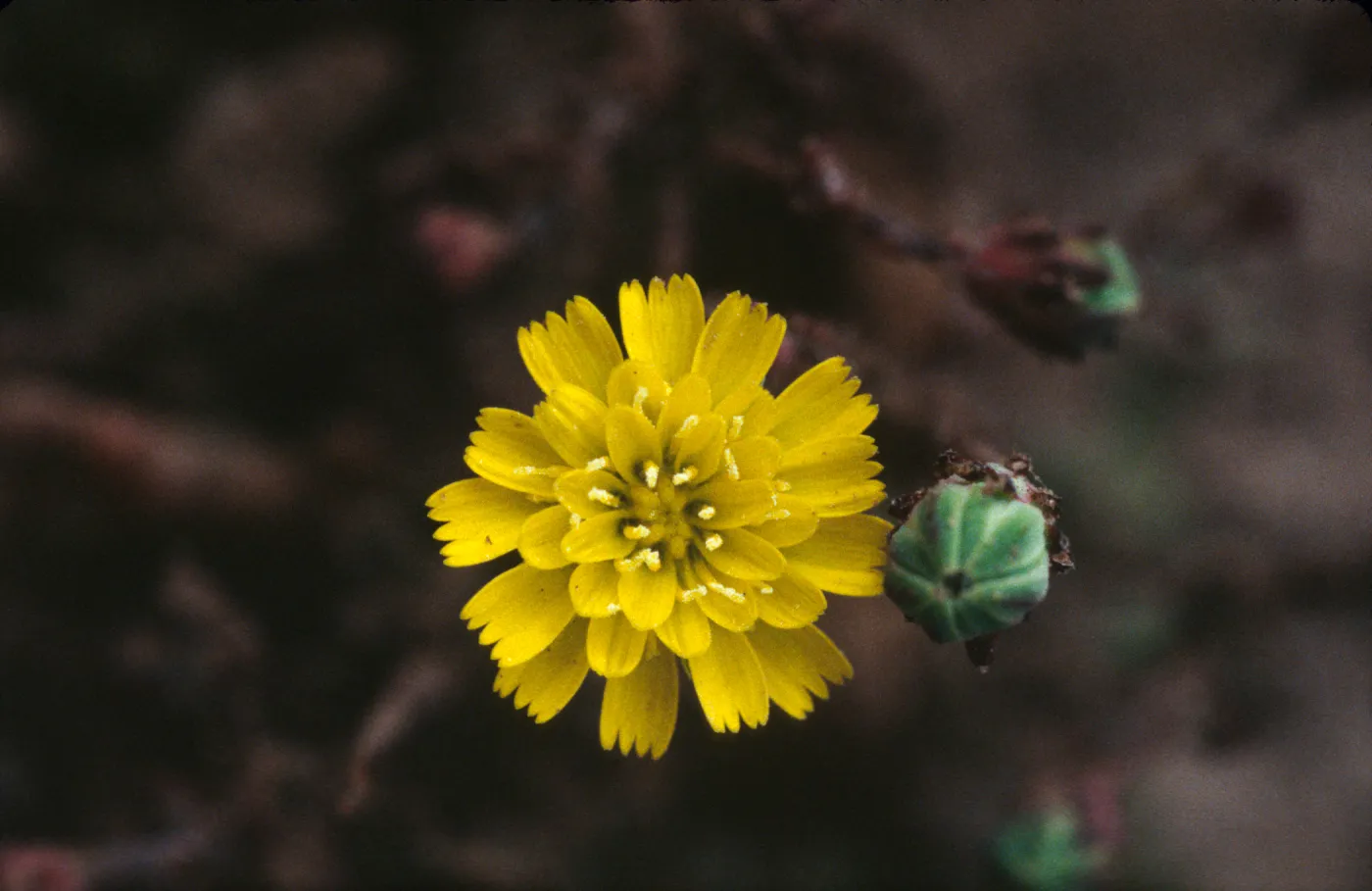 Malacothrix indecora