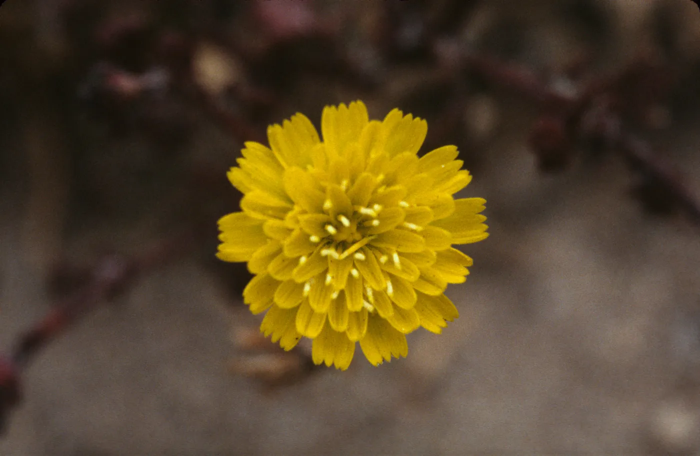 Malacothrix indecora