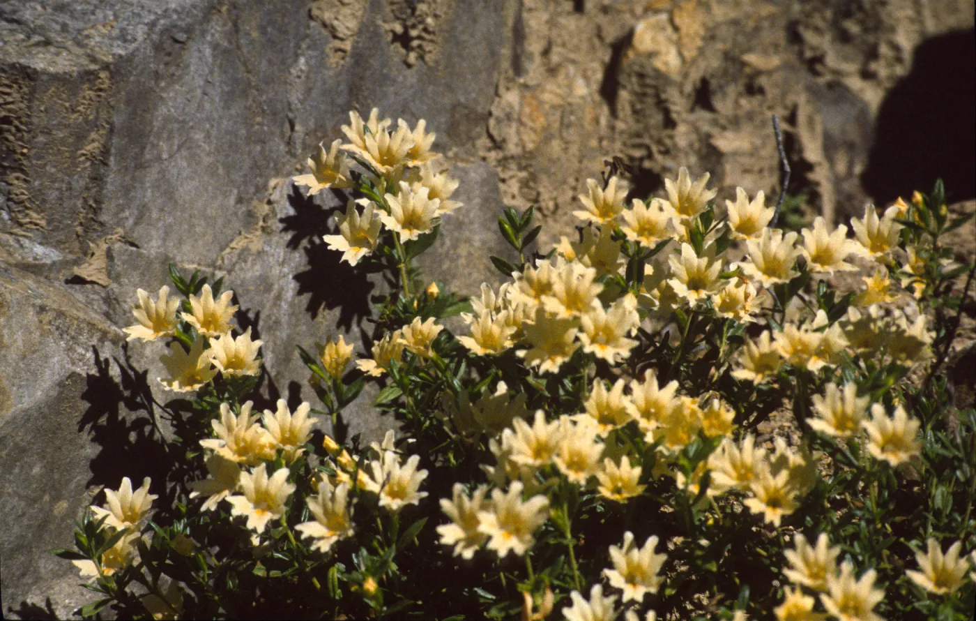 Mimulus bifidus