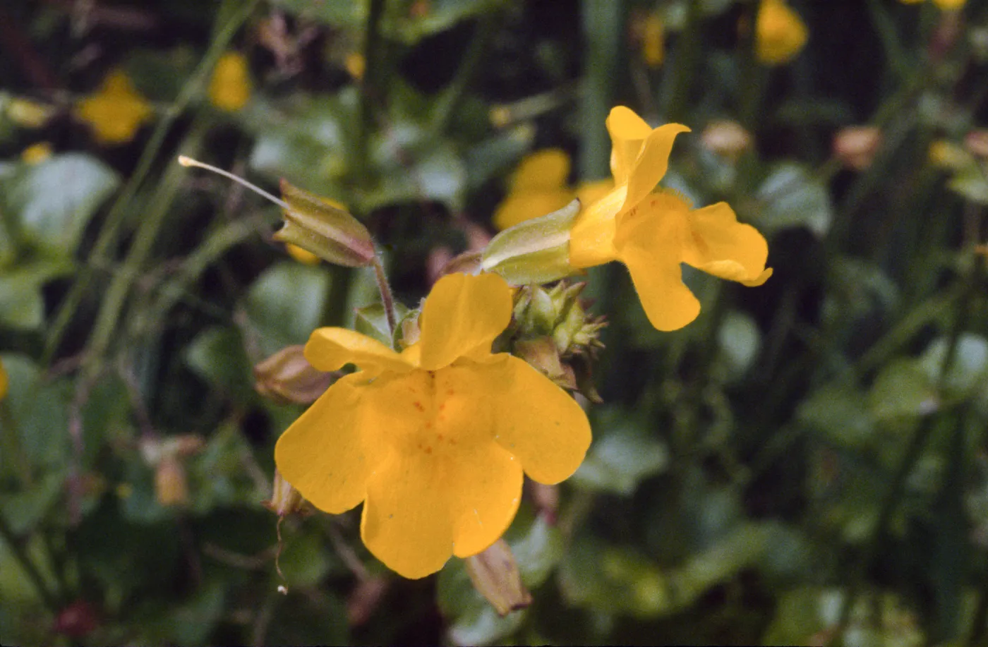 Mimulus guttatus