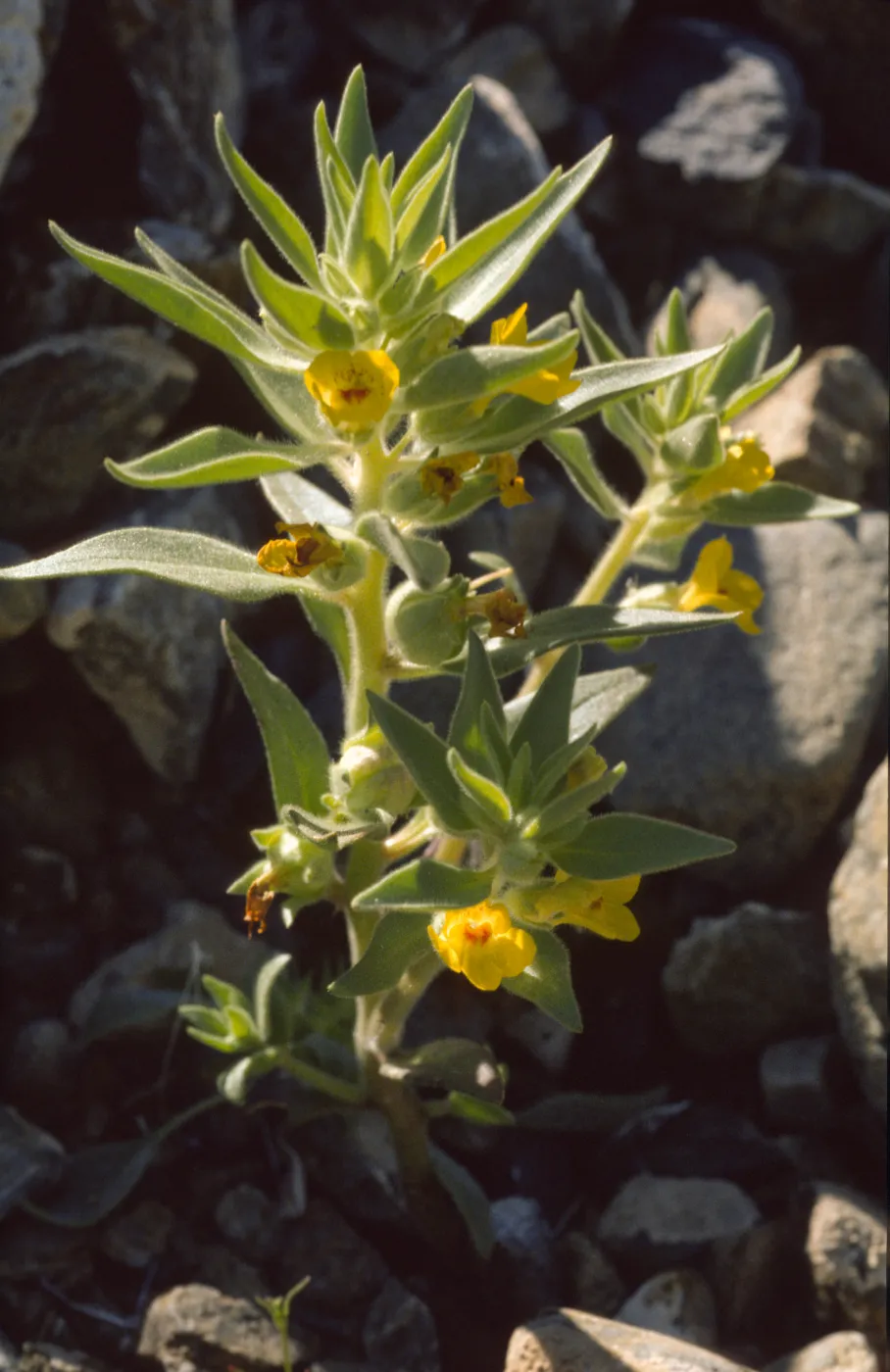 Mohavea breviflora