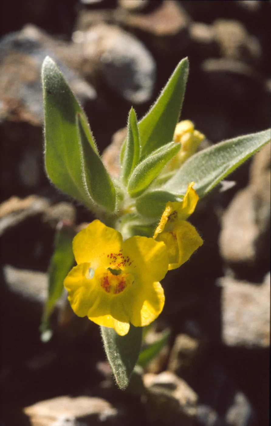 Mohavea breviflora