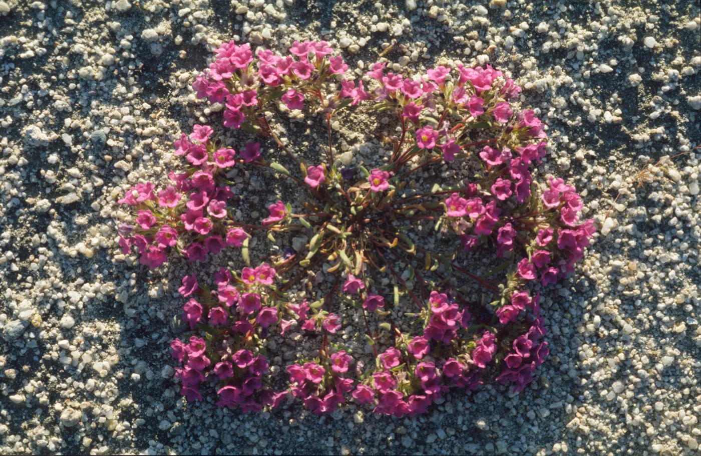 Nama demissum
