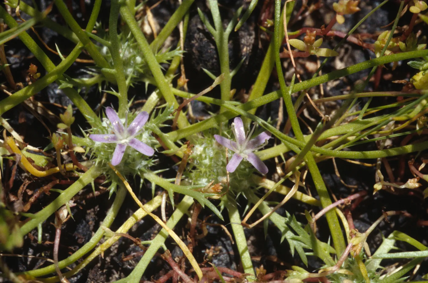 Navarretia prostrata