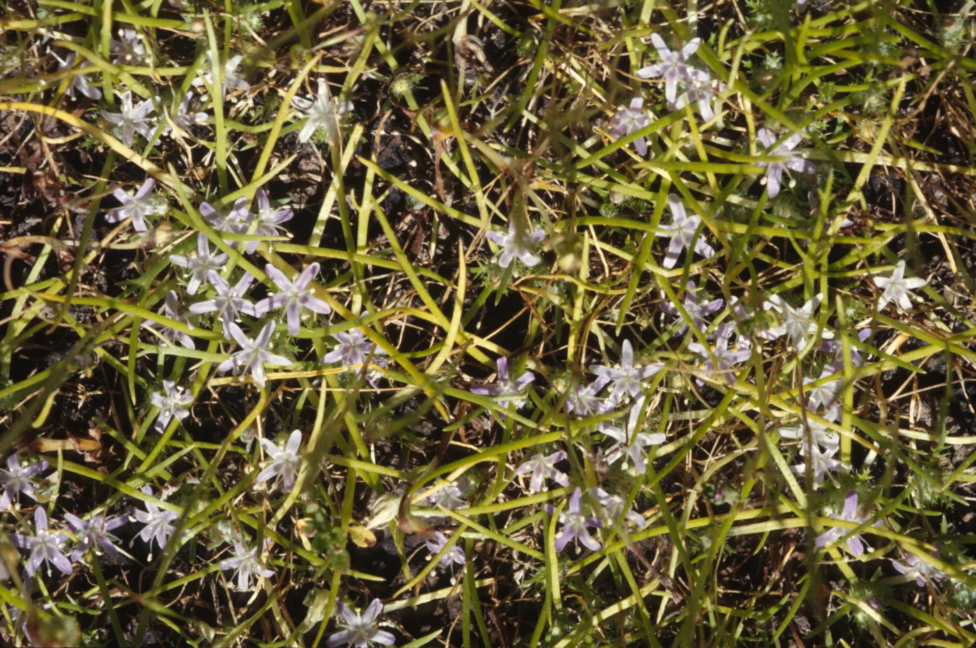 Navarretia prostrata