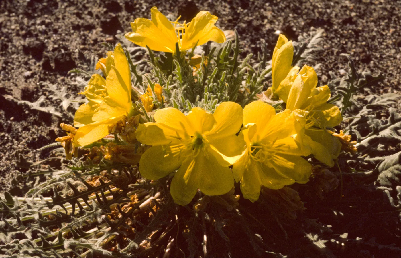 Oenothera primiveris