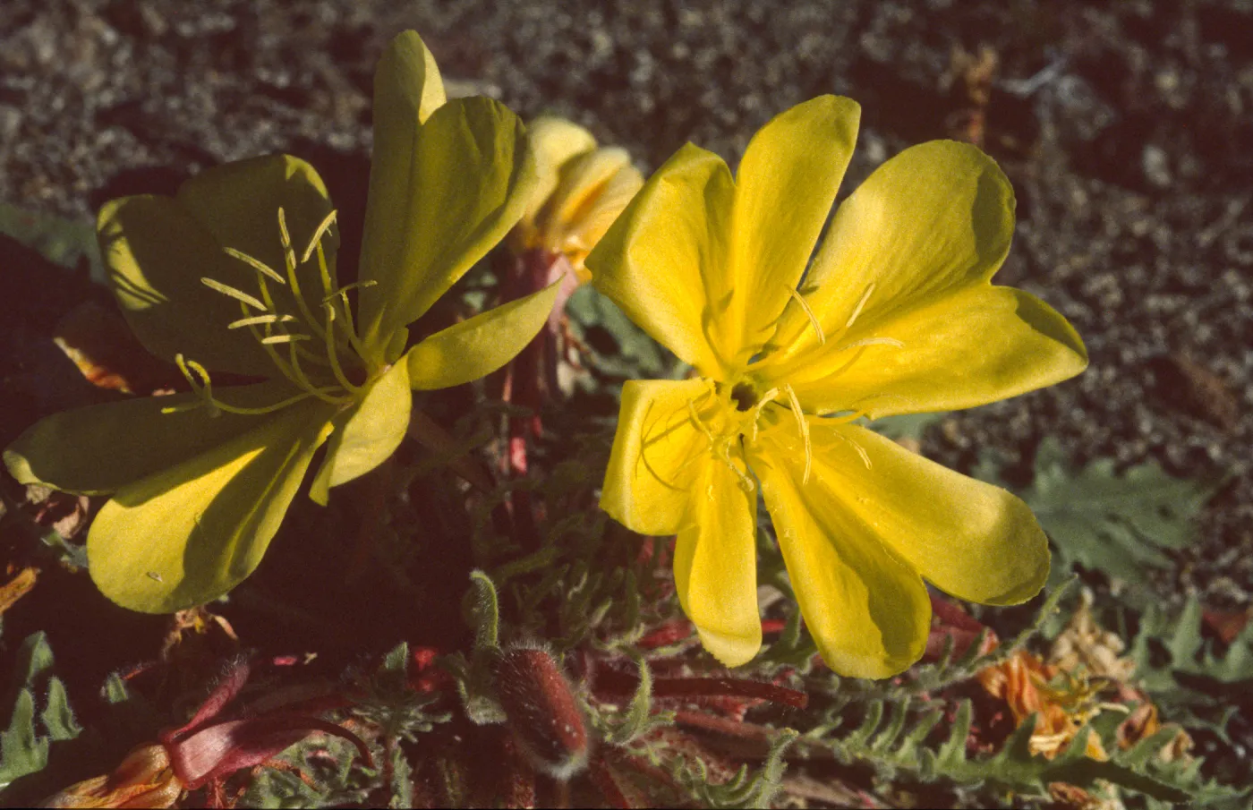 Oenothera primiveris