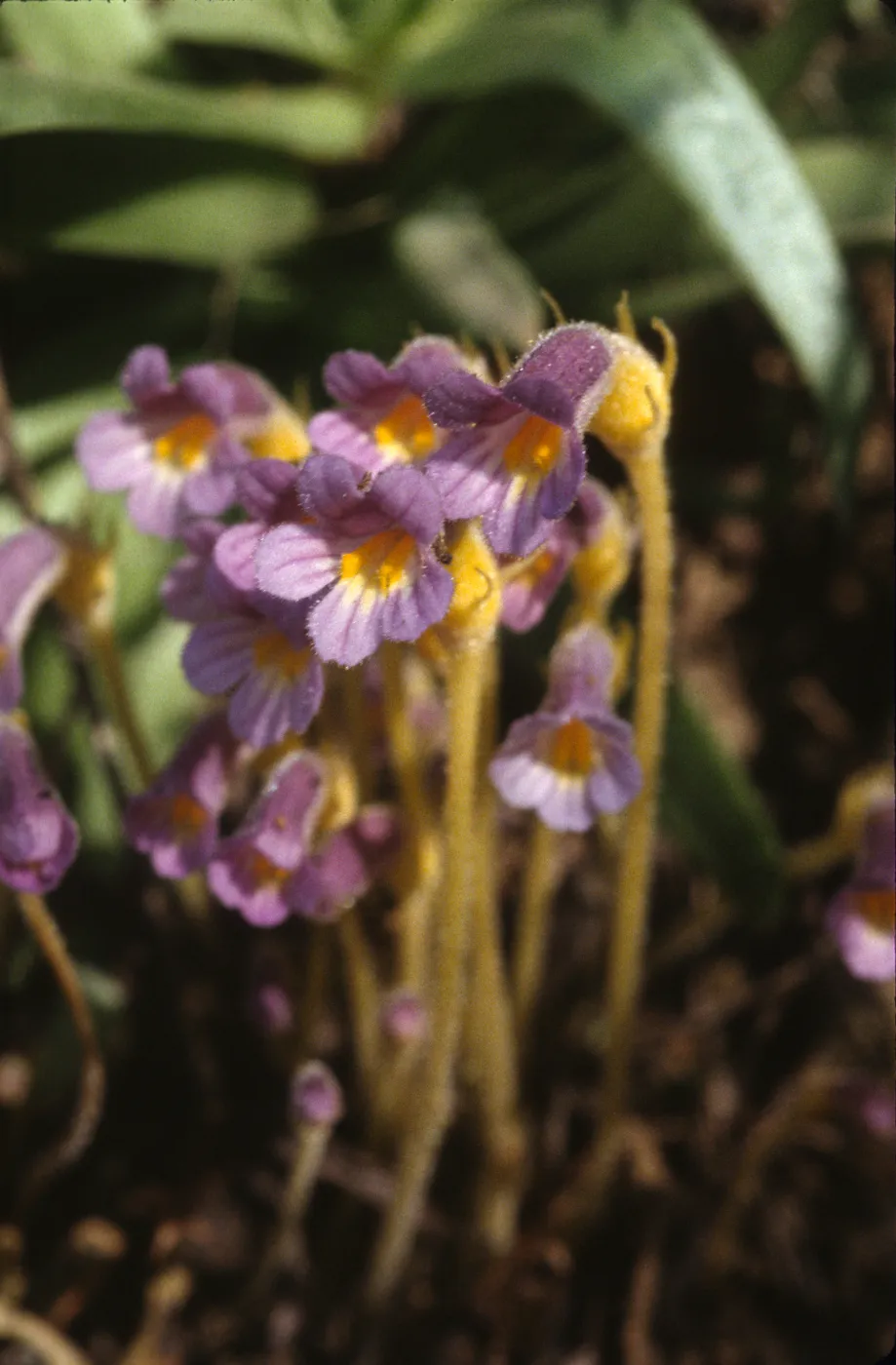 Orobanche uniflora