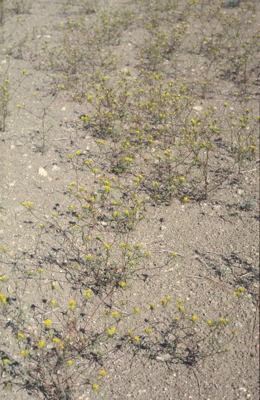 Orochaenactis
