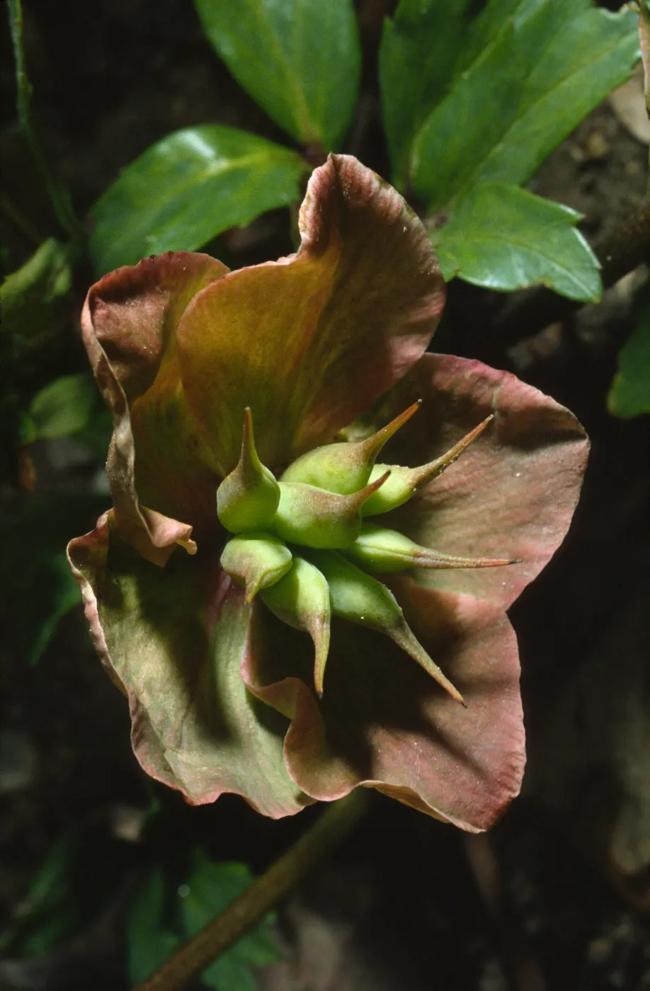 Paeonia