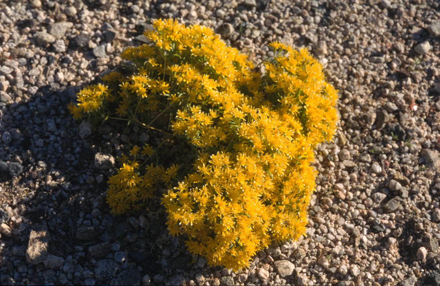 Pectis papposa